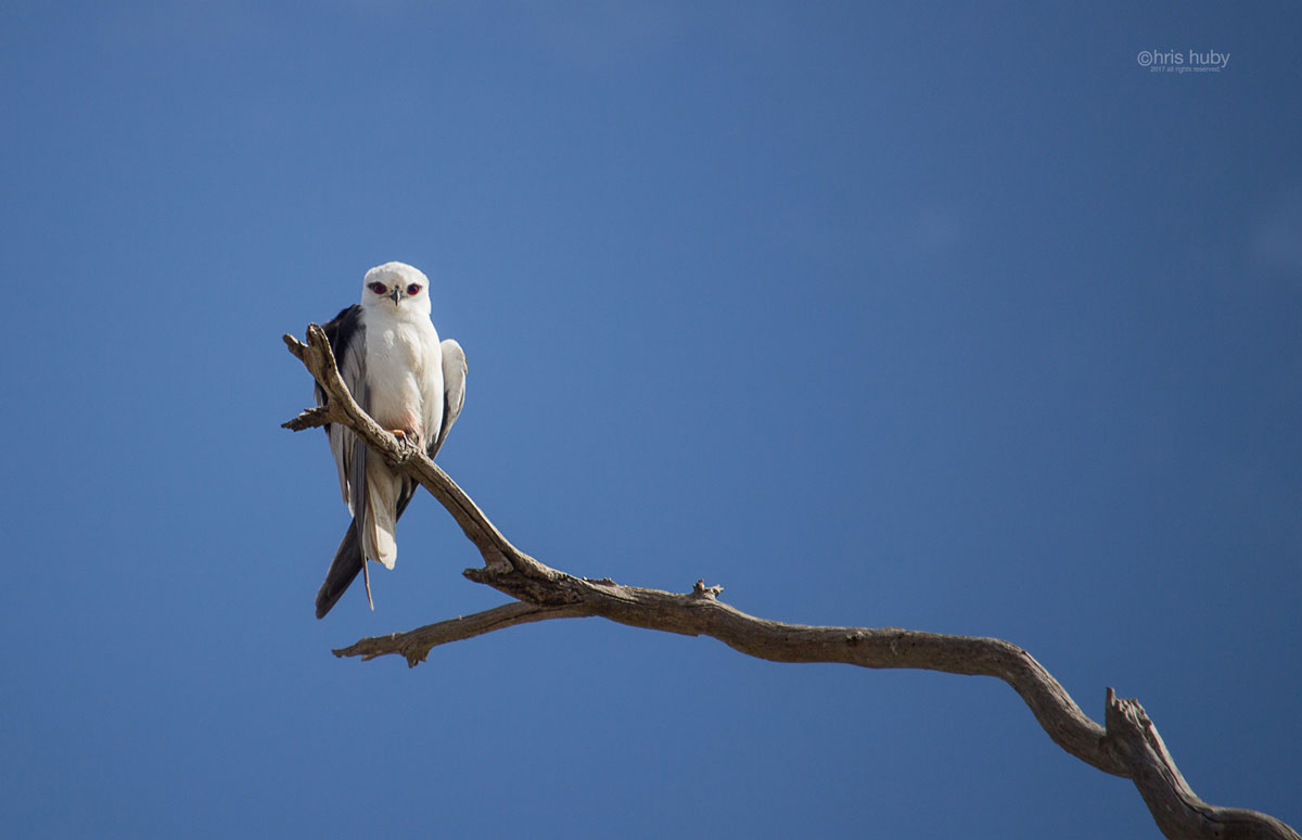 nature photography, wildlife photogra[phy, Black Shouldered Kite, Geelong, Victoria, Australia