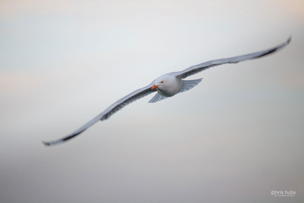landscape photography, nature photography, Corio Bay, Geelong, Victoria, Australia